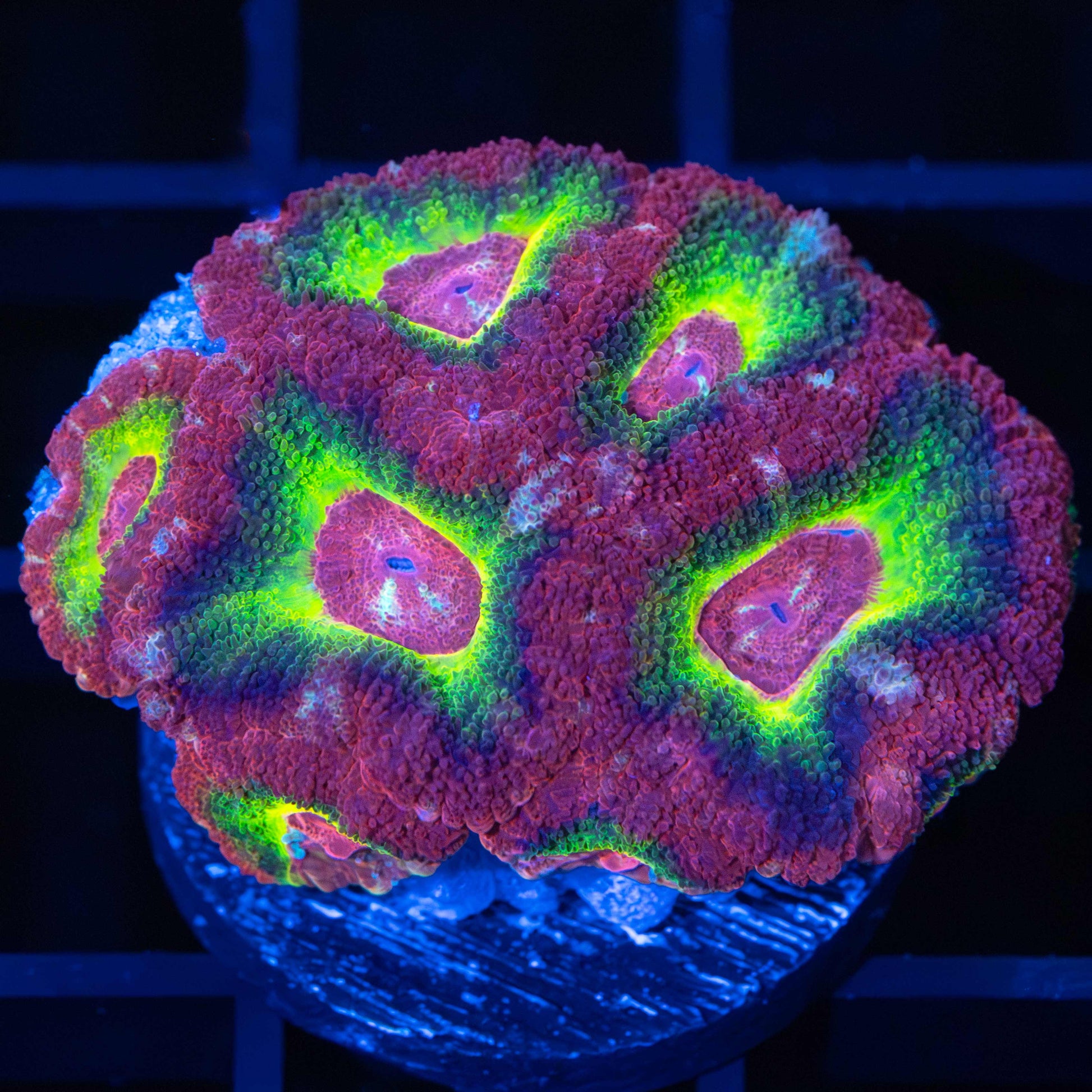 Asian Acan Large Frag