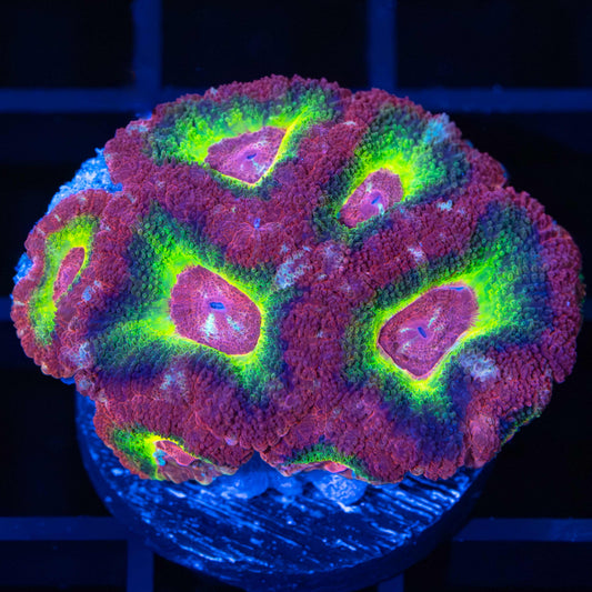 Asian Acan Large Frag