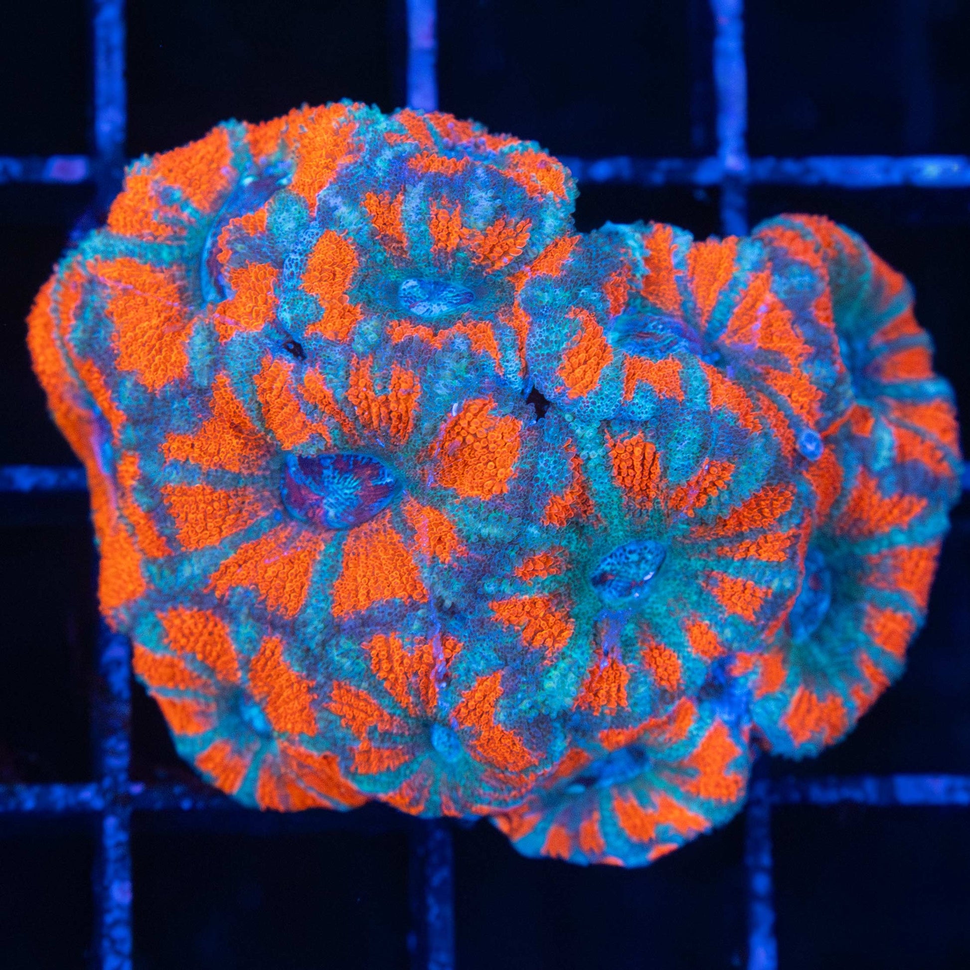 Asian Acan Mini Colony