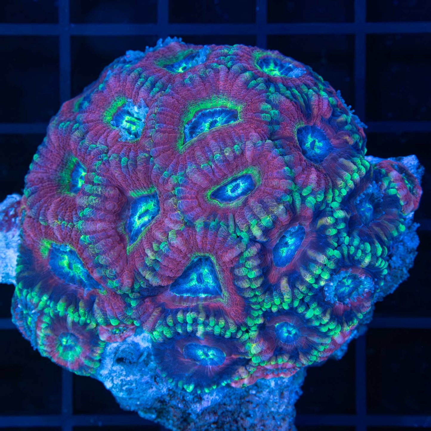 Asian Acan Coral Colony