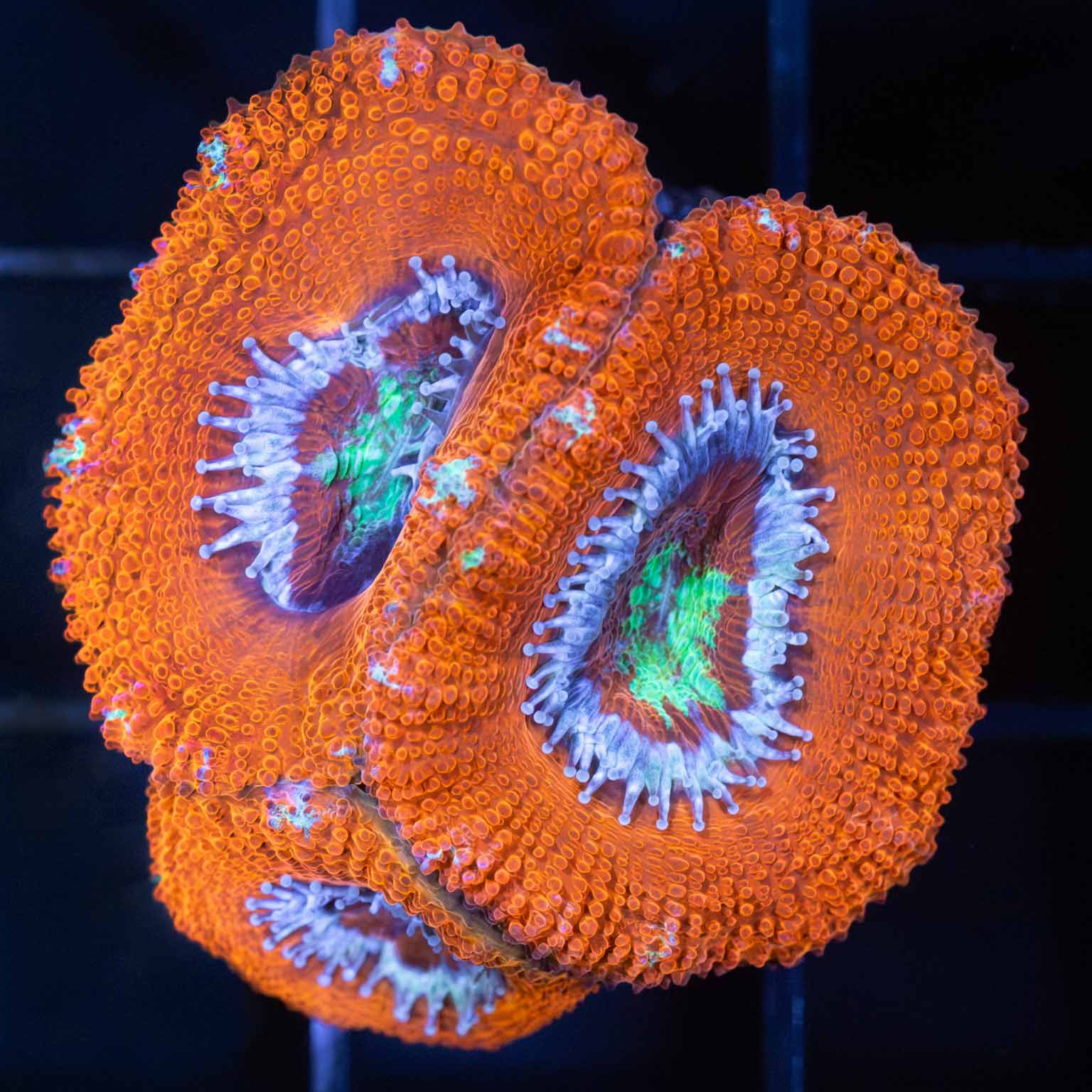 Asian Acan Coral (3 Polyps)