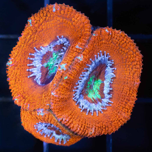 Asian Acan Coral (3 Polyps)