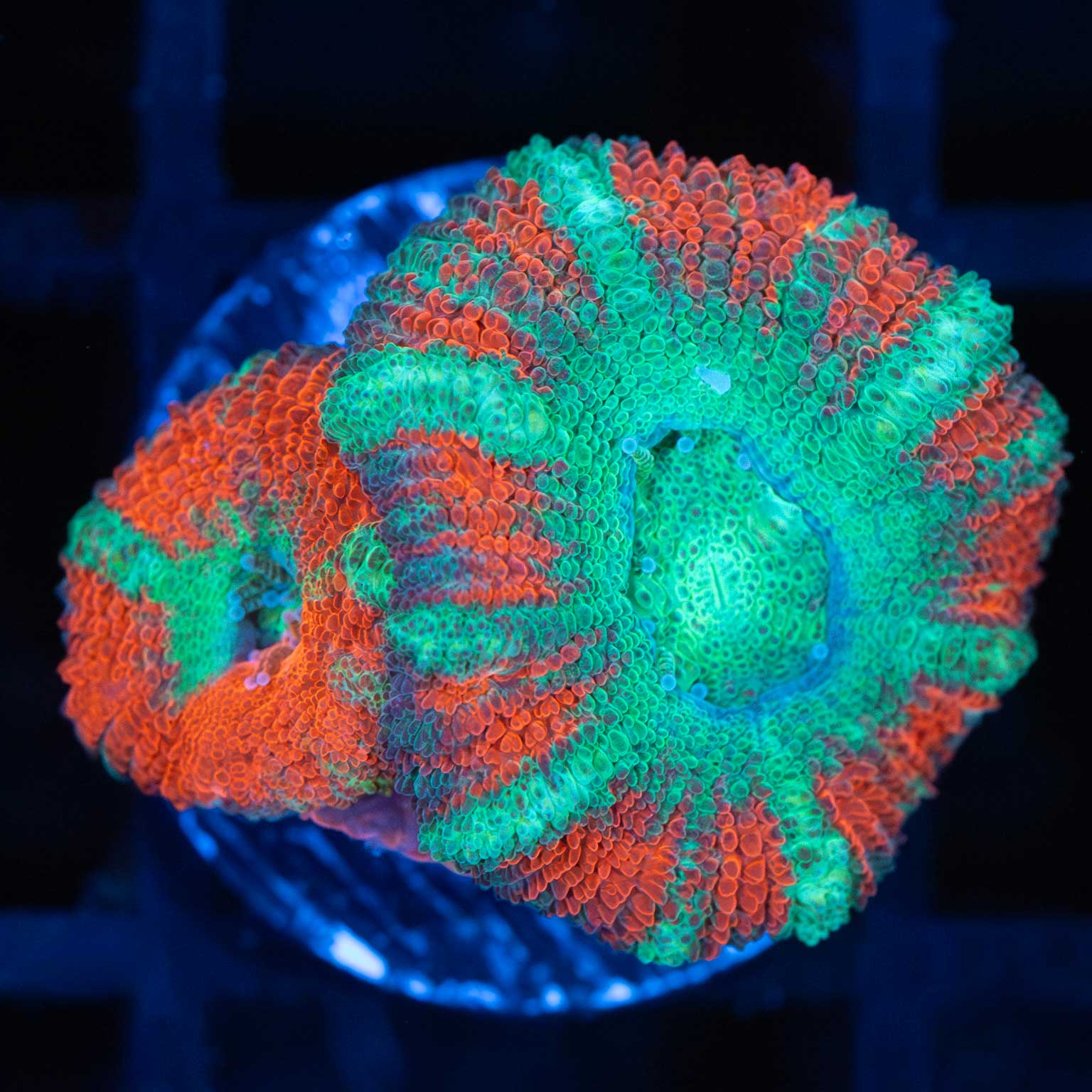 Asian Acan