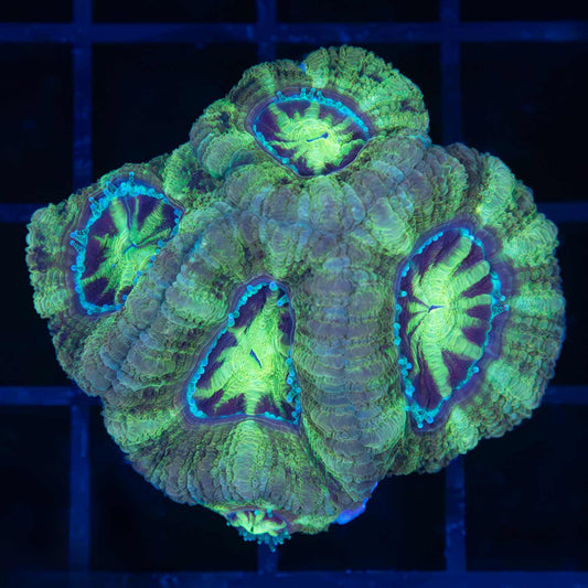 Joker Asian Acan