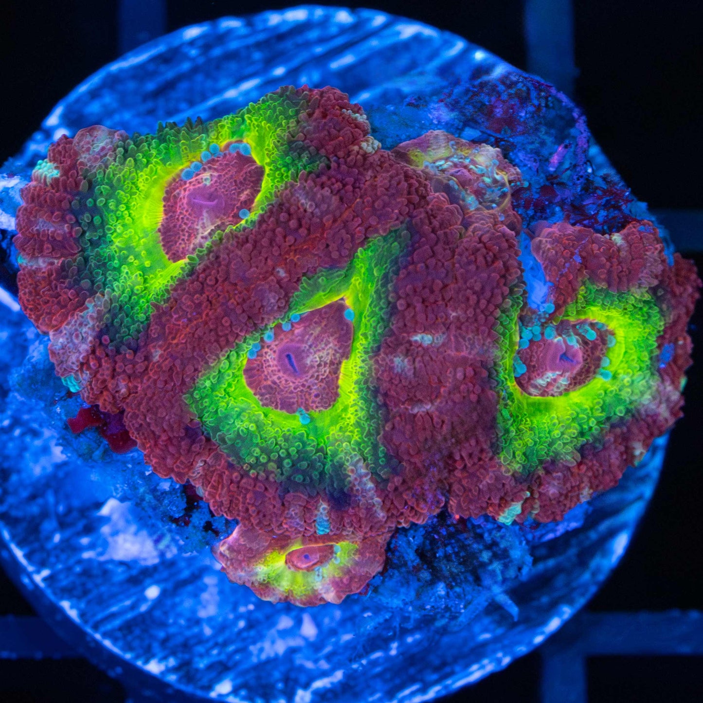 Glowing Ring Asian Acan