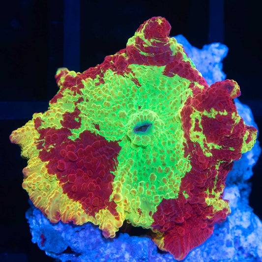 3 Color Eclectus Mushroom Coral