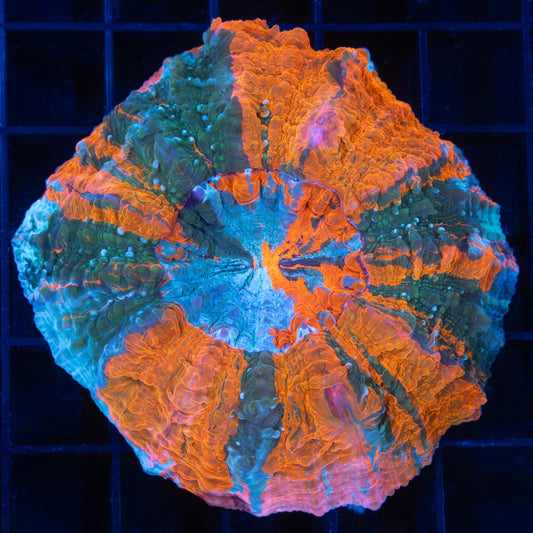 Bright Rainbow Acanthophyllia 3" (Bright!)
