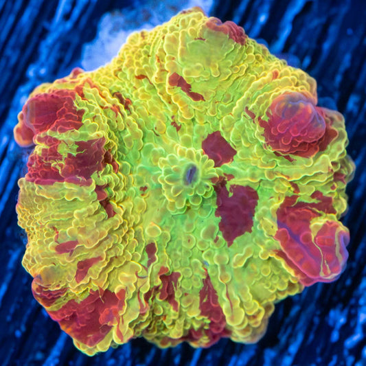 Awesome Jawbreaker Mushroom