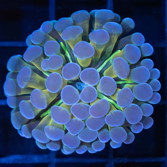 Four Color Ball Tip Branching Hammer