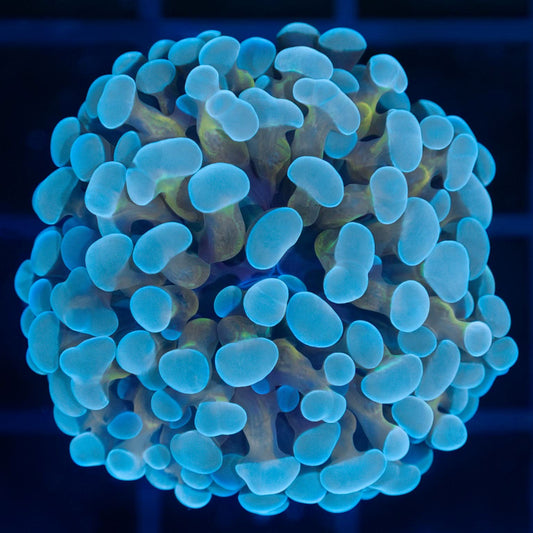 Powder Blue Ball Tip Branching Hammer