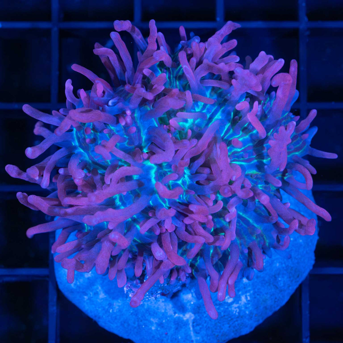 Balloon Animal Bounce Mushroom XL