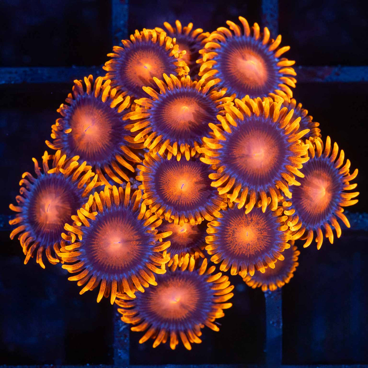 Bam Bam Zoa zoanthid under blue aquarium lighting