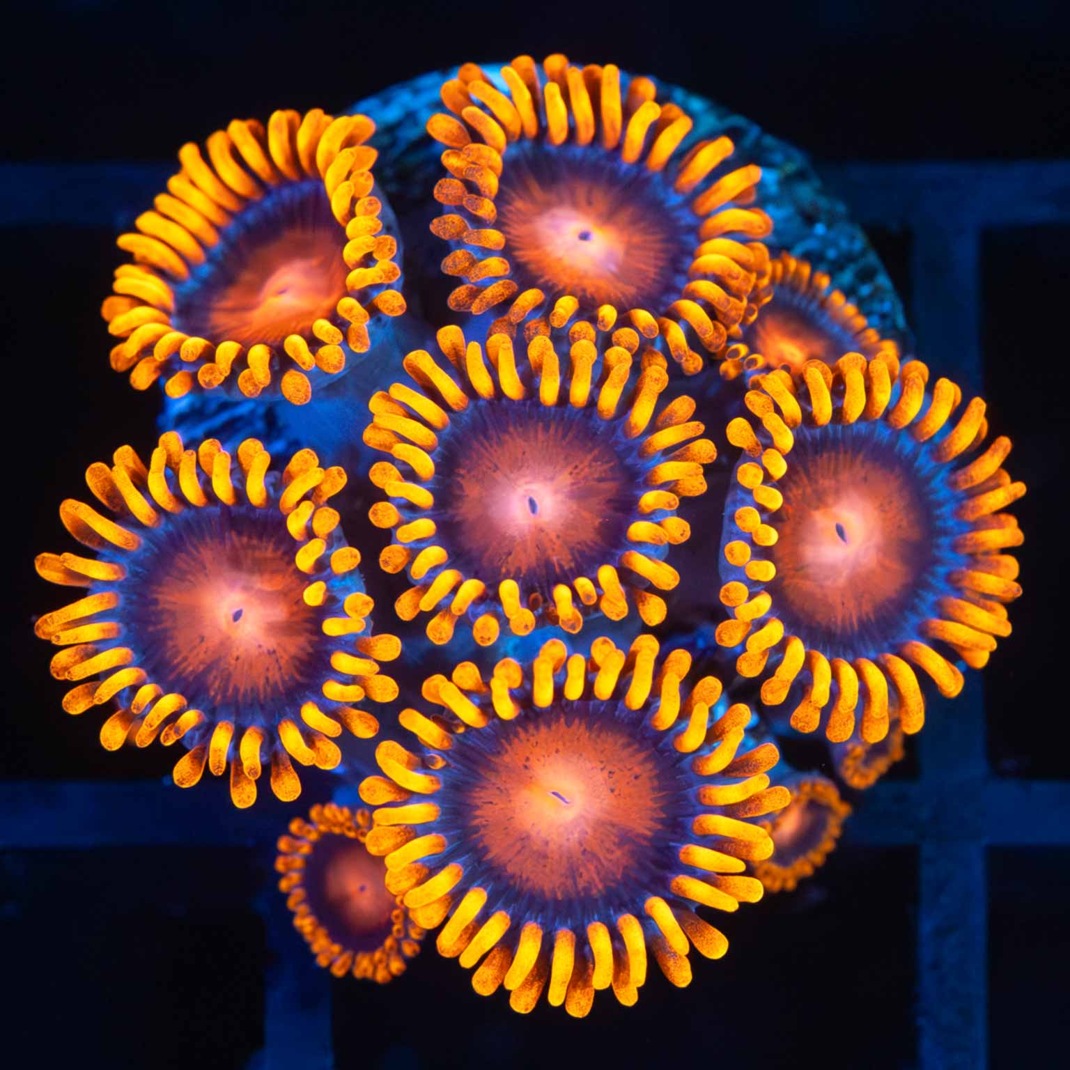 Bam Bam Zoas (10 polyps)