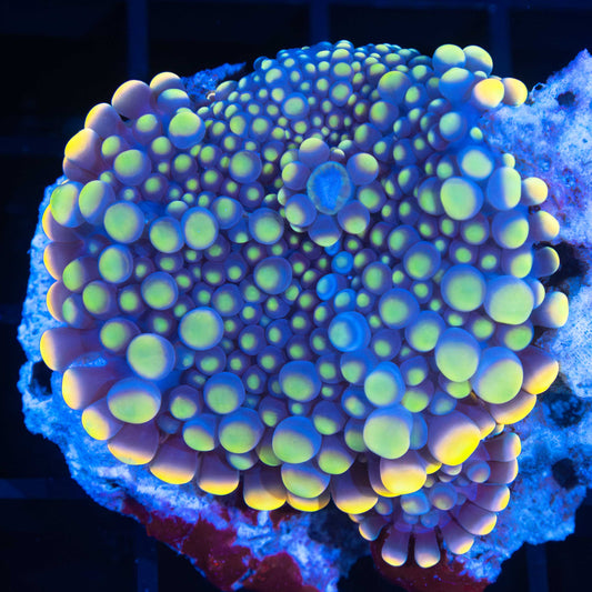 Banana Bubble Yuma 2" (With Baby!)