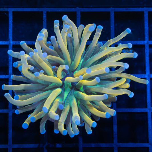 banana torch coral