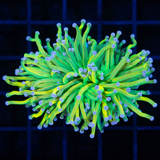 Large Banana Grail Torch