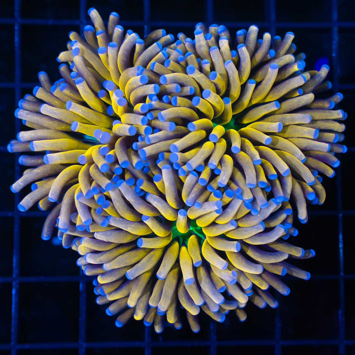 banana torch coral  3 heads