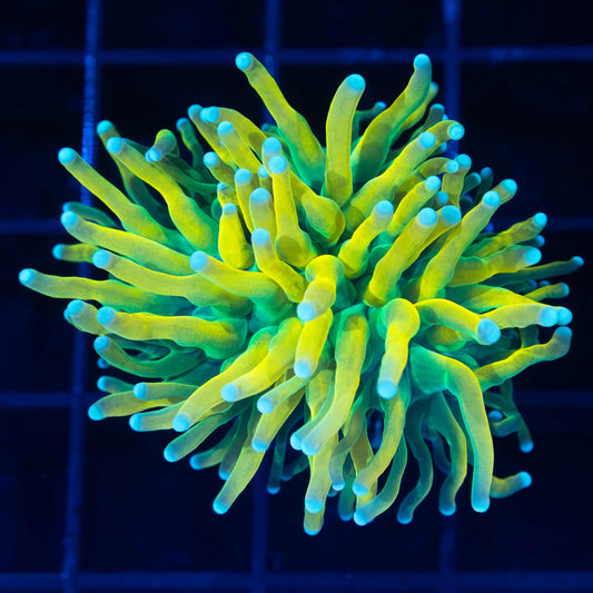 Ultra Yellow Banana Grail Torch