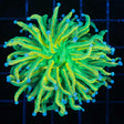 Banana Grail Torch Coral 1 Head