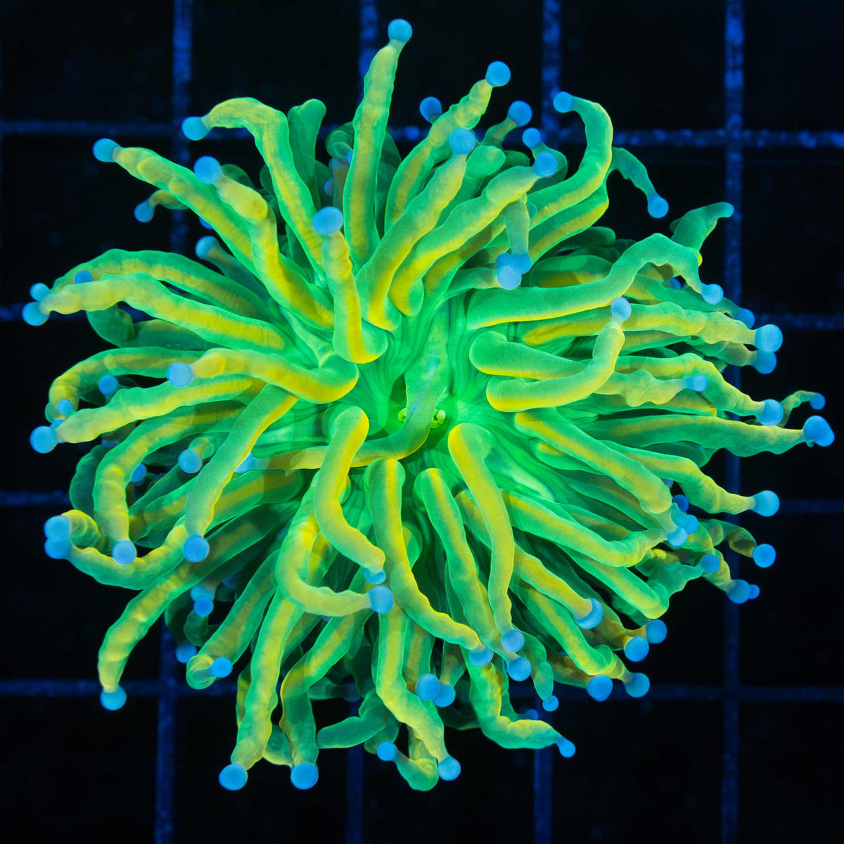 Banana Grail Torch Coral 1 Head
