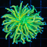 Banana Grail Torch Coral 1 Head