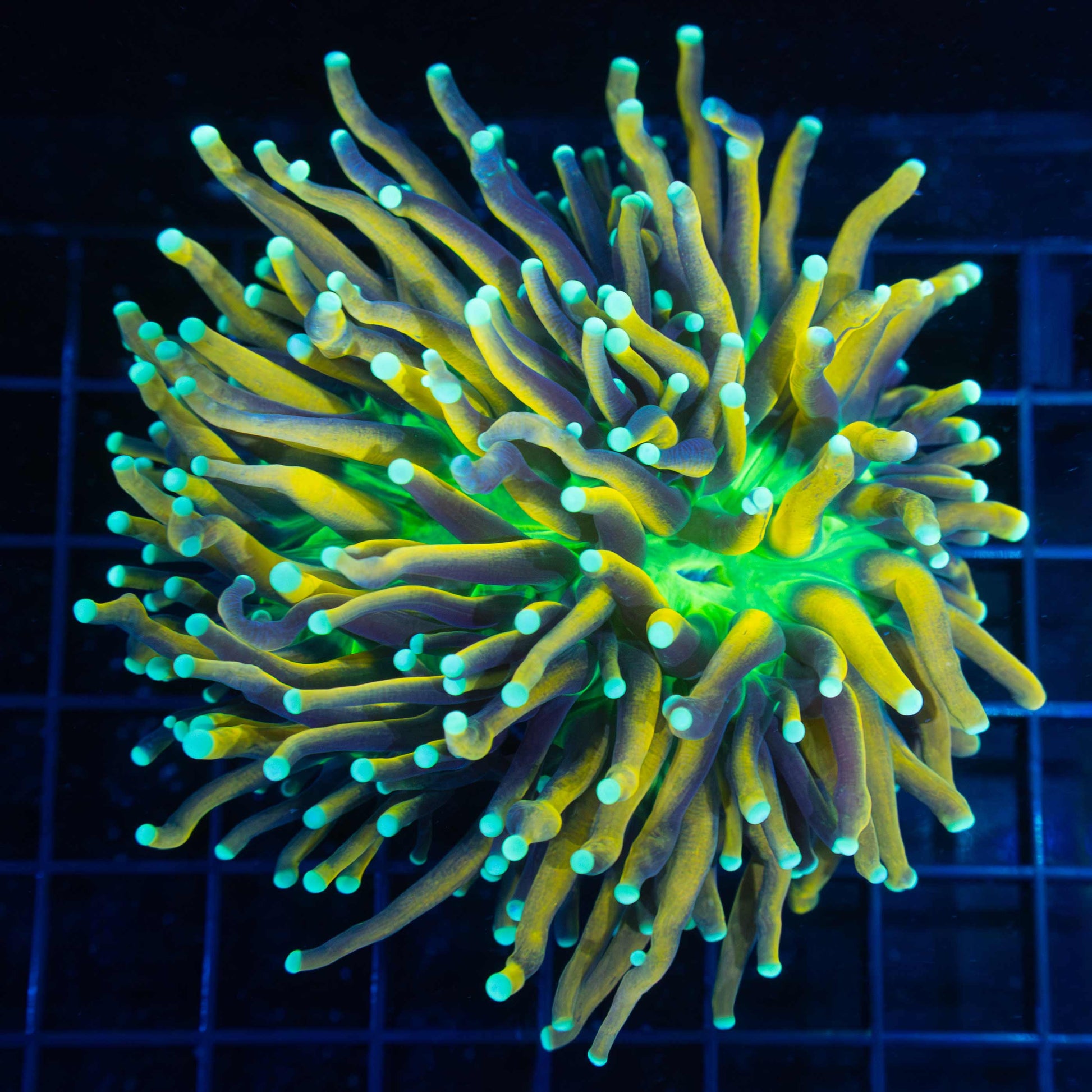 Large Banana Torch Coral (Splitting Head)