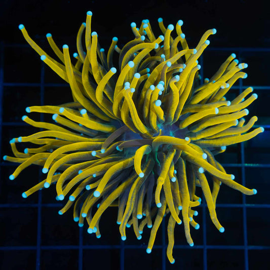 XL Banana Torch Coral 4.25"