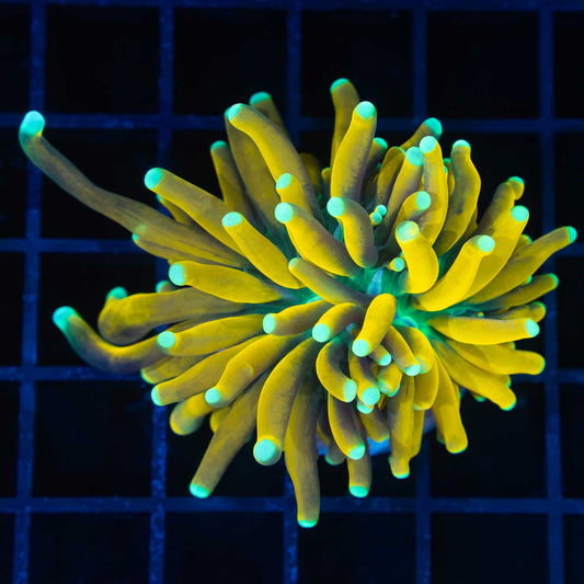 Teal Tip Banana Torch Coral