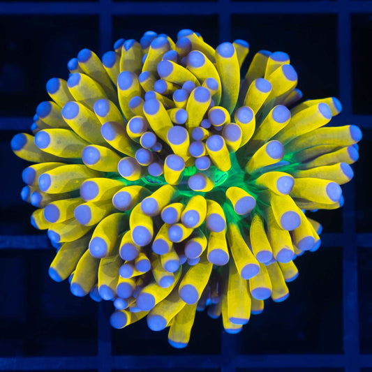 Blue Tip Ultimate Banana Torch