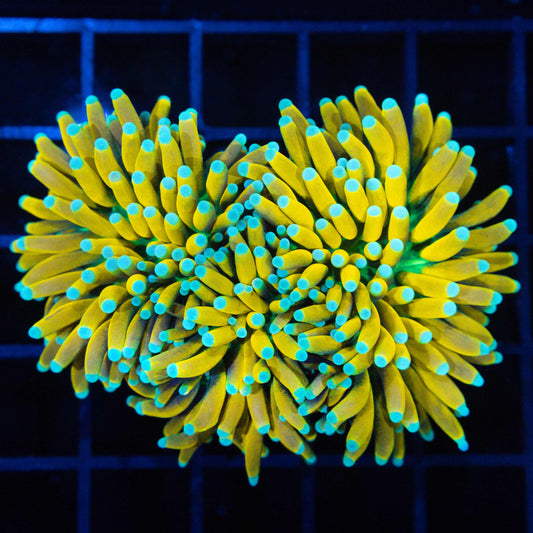 Almost 3 Head Ultimate Banana Torch