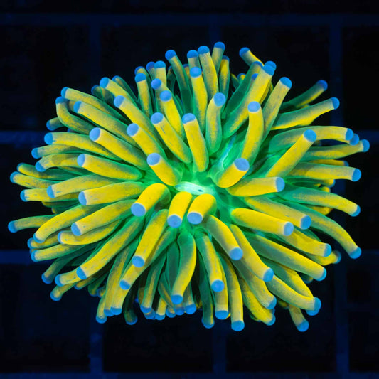 Ultimate Blue Tip Banana Torch Coral (Bright!)