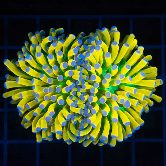 2 Heads Blue Tip Ultimate Banana Torch Coral