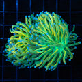 2 Polyp Banana Torch