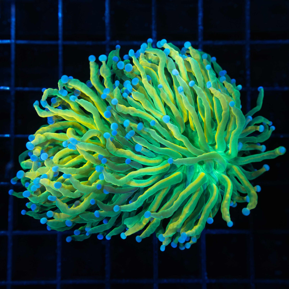 2 Polyp Banana Torch Coral