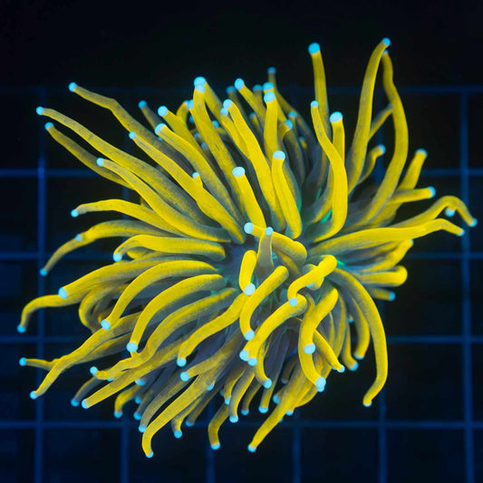 Ultra Yellow Banana Torch