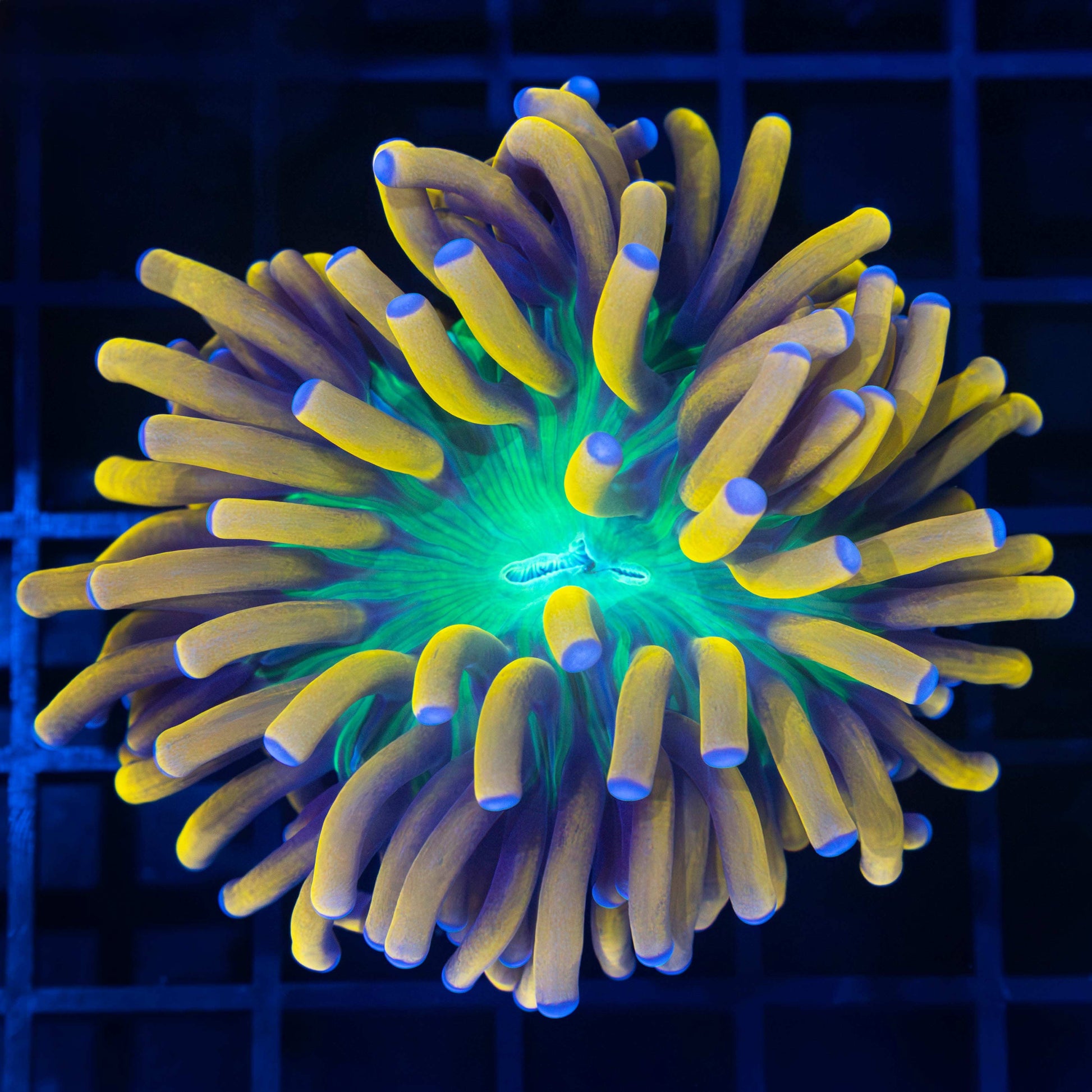 Large Ultimate Banana Torch Coral