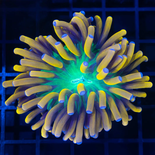 Large Ultimate Banana Torch Coral