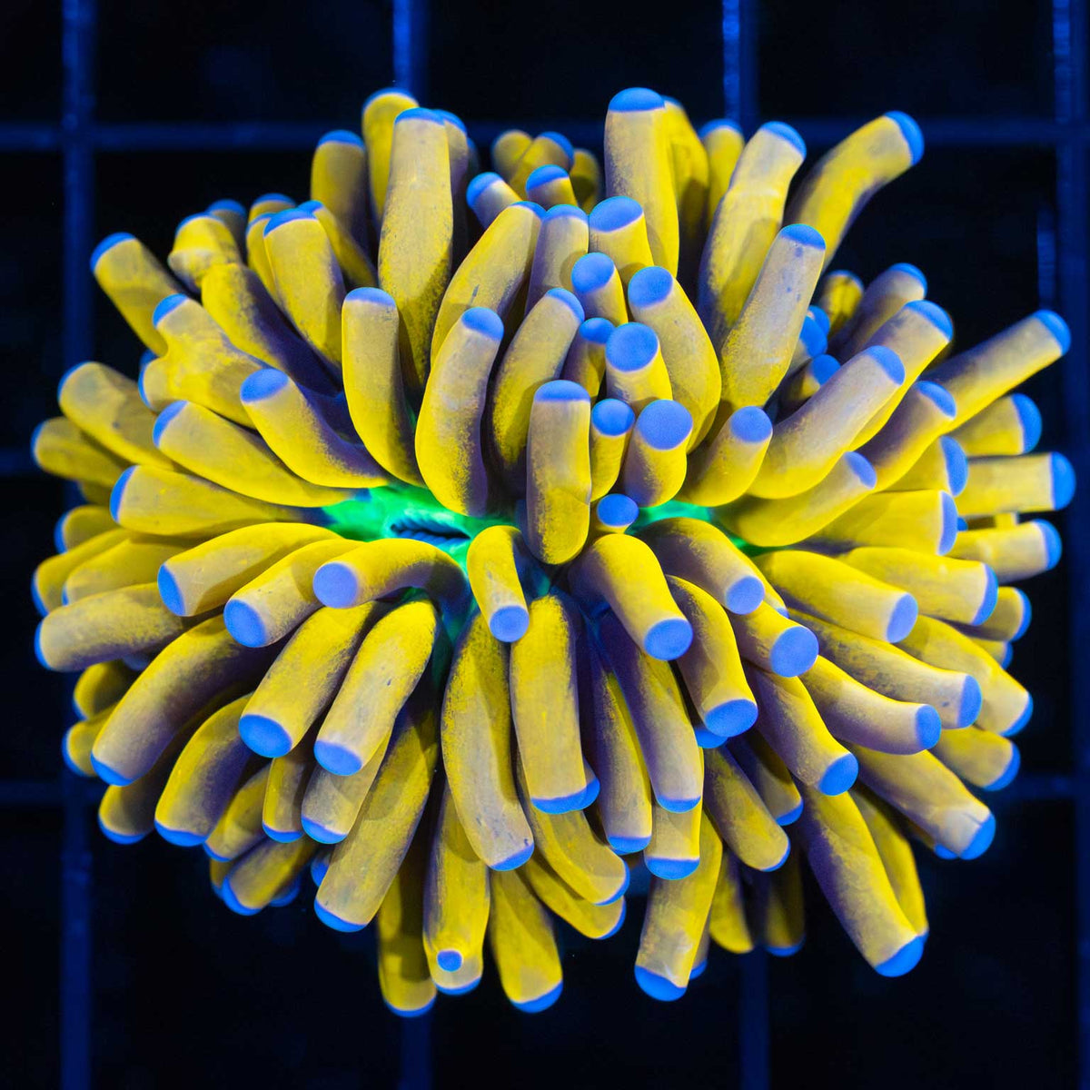 Banana torch coral