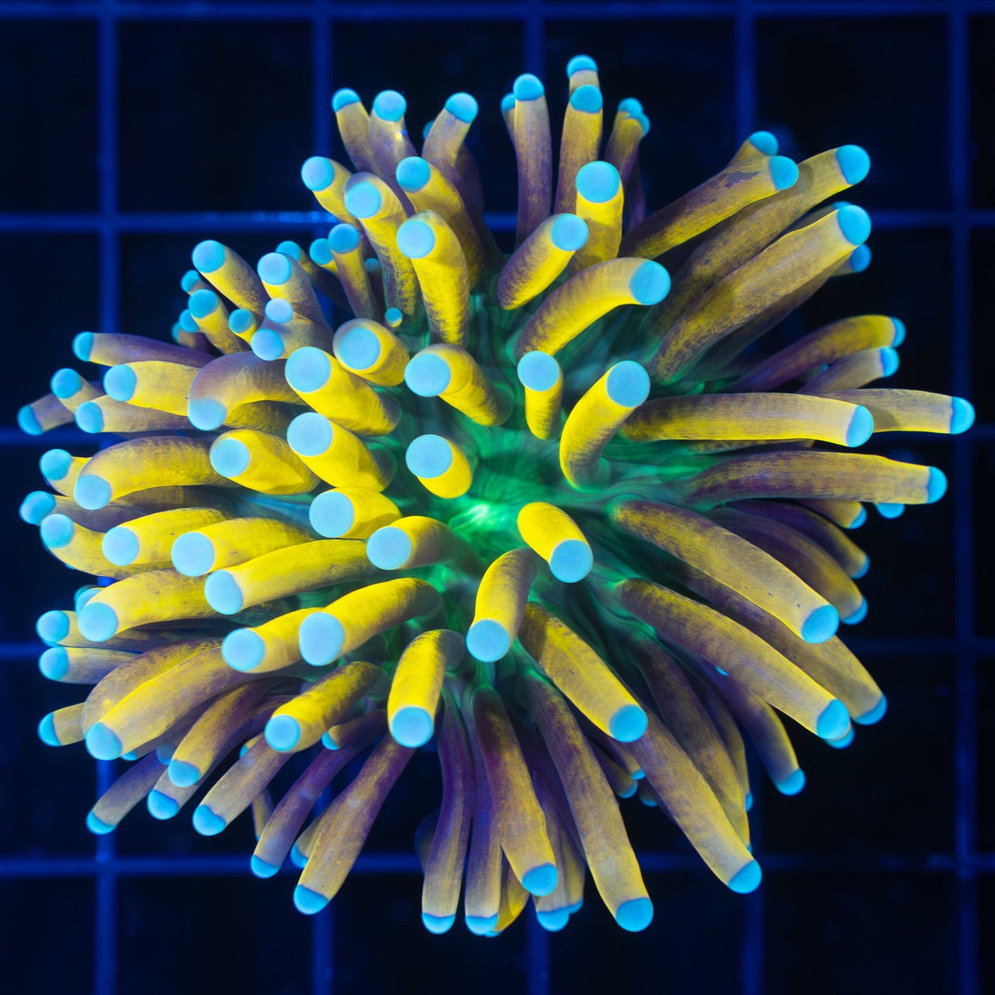 Banana Torch Coral