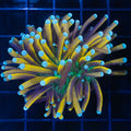 Torch 3