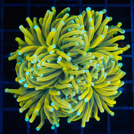Super Yellow Banana Torch Coral