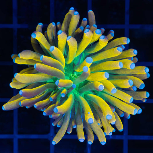 Ultra Banana Torch Coral