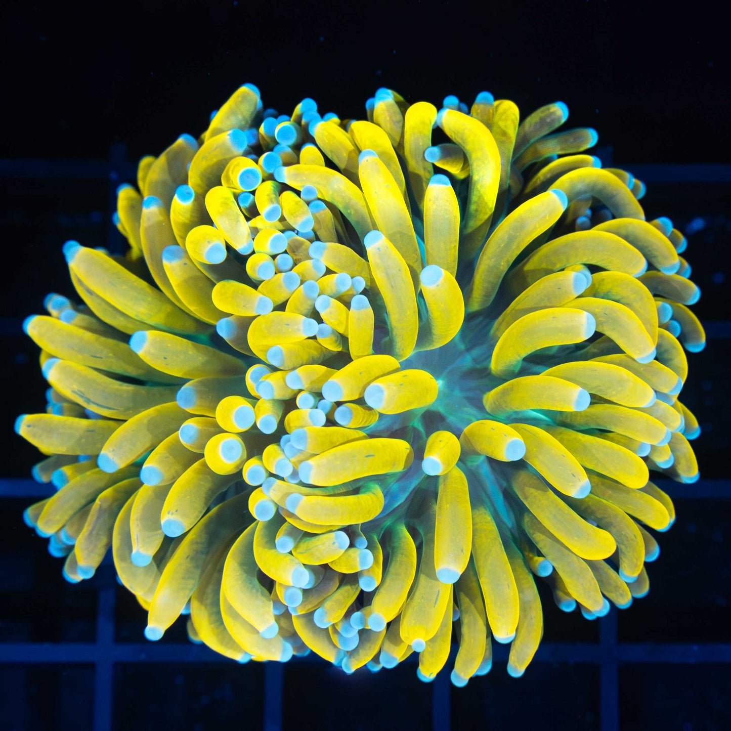 Light Blue Tip Banana Torch (Almost 2 heads)