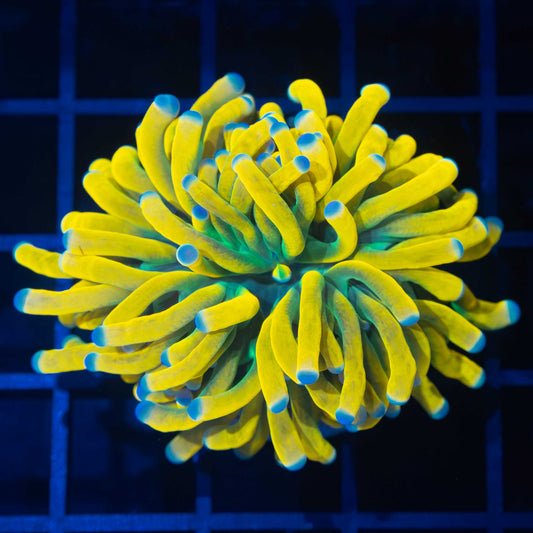 Blue Tip Ultimate Banana Torch (Splitting)
