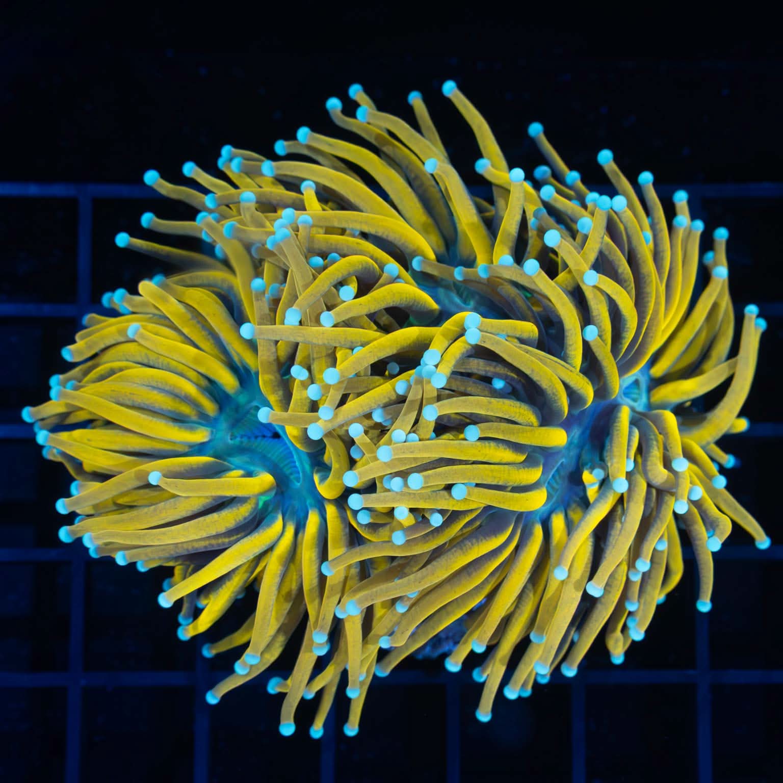 Banana Torch Coral Colony (2.5 Heads)