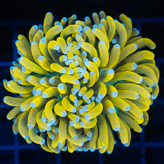 Light Blue Tip Banana Torch (Almost 2 heads)