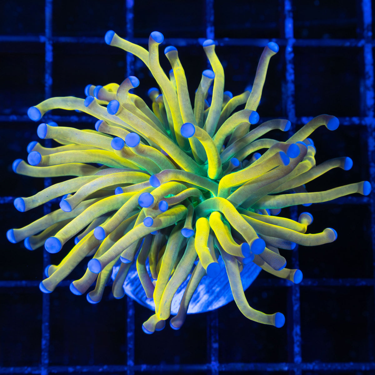 Banana Torch Coral
