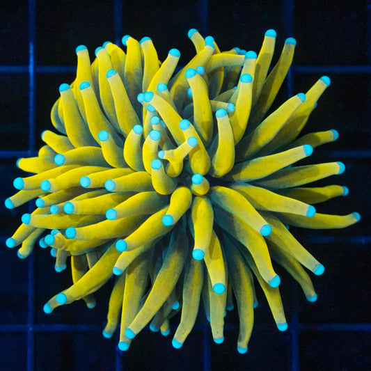 Ultra Yellow Banana Torch