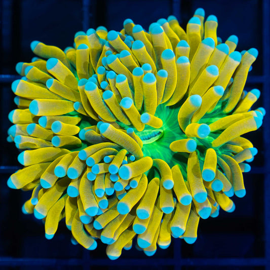 Light Blue Tip Ultimate Banana Torch