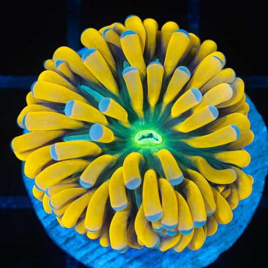 Super Yellow Banana Torch Coral